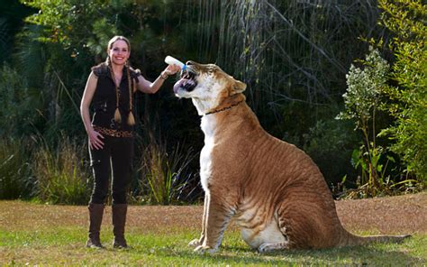 Say Hello To These Super Rare, Unbelievably Adorable White Liger Cubs! – grape