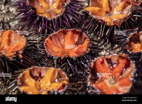 Sea urchin eggs hi-res stock photography and images - Alamy