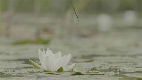 Water Lily In Swamp Water Lily In Swamp Stock Footage SBV-348514046 - Storyblocks