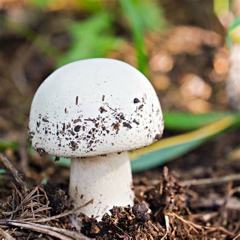 Button mushroom, white - Agaricus bisporusl - Pure culture for organic mushroom cultivation ...