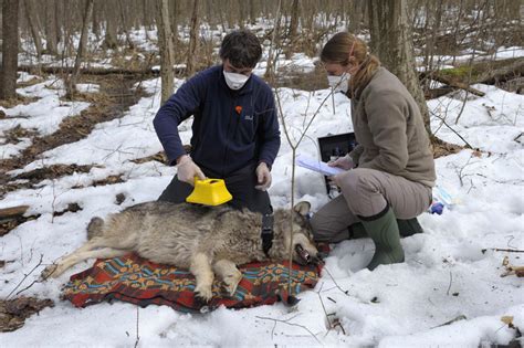 Radioactive Wolves | Gallery | Nature | PBS