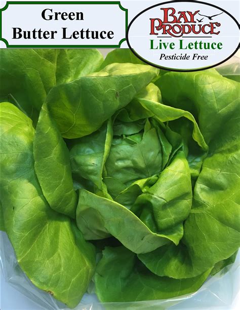 Lettuce – Green Butter : Challenge Center