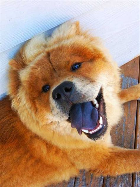 Chow Chow Dog Breed: The Dogs With Blue Black Tongue | The Pets Dialogue