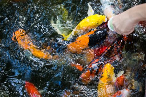 When to Stop Feeding Koi Fish? - Aqua Whisper