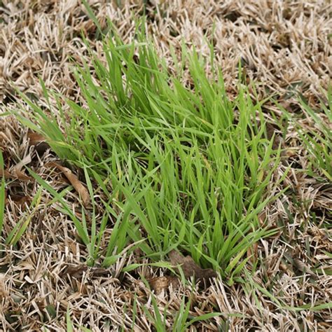 Common Grassy weeds | Dr. Green Lawn Care Services