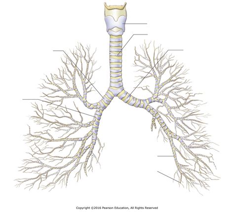 Bronchial tree and lower respiratory tract Diagram | Quizlet