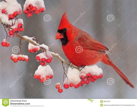 Winter Northern Cardinal in Snow