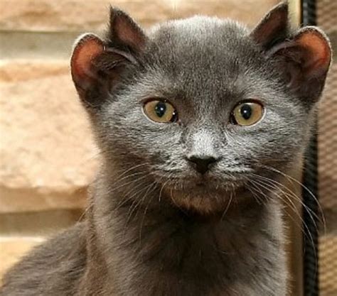 Ten of the Strangest, Funny and Most Unusual Cats Ears