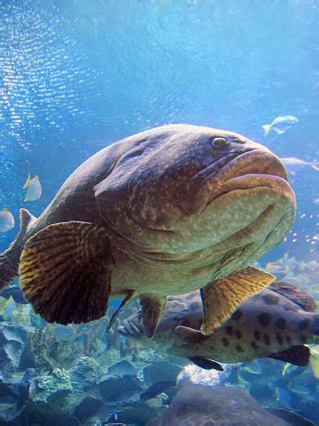 Amazing Closeup Giant Grouper In Natural Habitat A Perfect Image For Ocean Underwater Fish ...