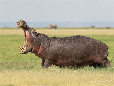 Male Hippo with teeth on display | Hippo, Male, Teeth