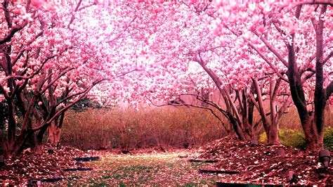 Cherry Blossom Tree Wallpaper 01 - [1920x1080]