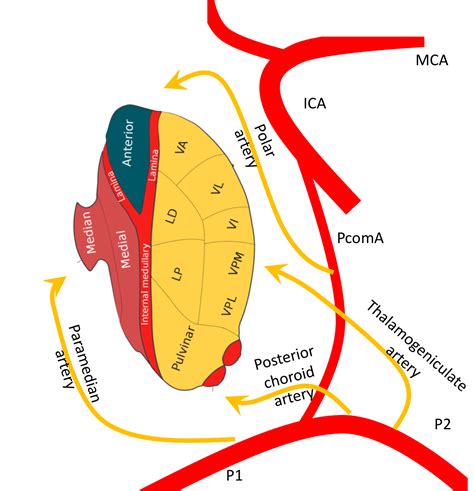 Thalamus | Charles Beaman