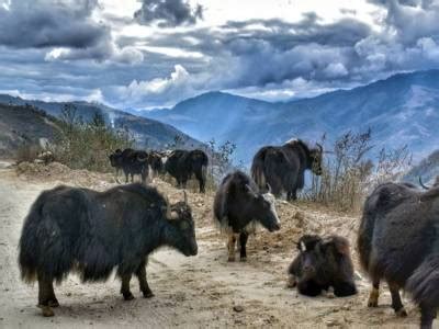 Sela Pass Tawang, Arunachal | Sela Lake Story, History, Photos