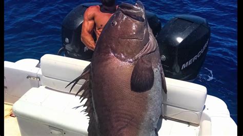 330-pound warsaw grouper - YouTube