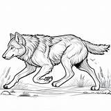 Coloriage Loup Qui Court  Télécharger Et Imprimer Gratuit Sur sketch template