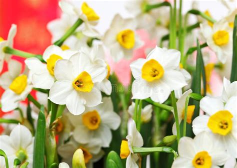 Flower the Narcissus stock image. Image of flower, nature - 12563651