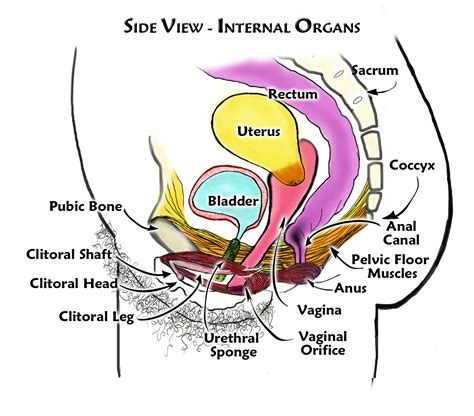 Female Reproductive System Diagram