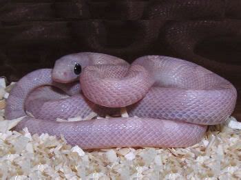 Which is the purplest lavender? | Corn snake, Pet snake, Snake