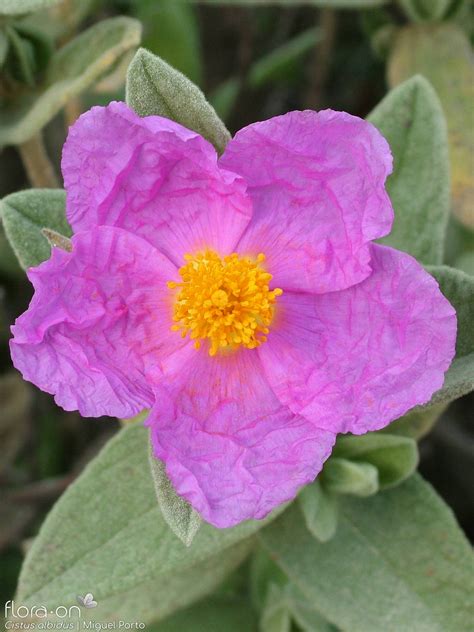 Cistus albidus | Flora-On