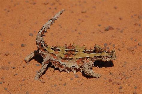 Thorny Devil « Australian Animals