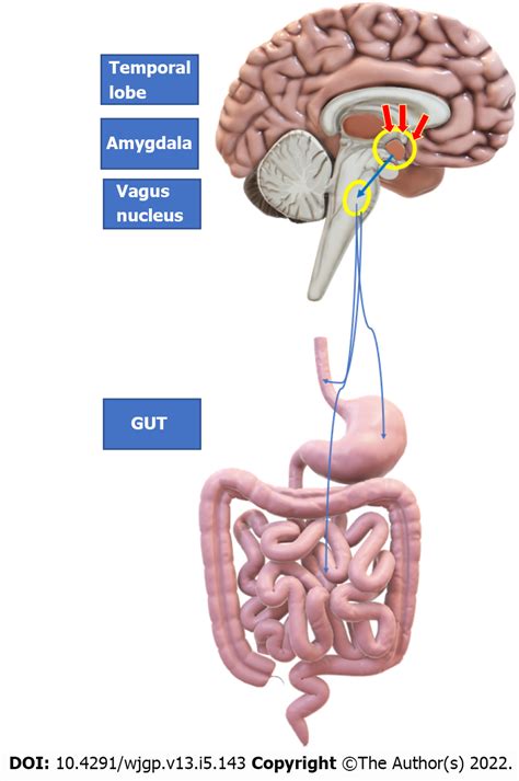 Epilepsy and the gut: Perpetrator or victim?