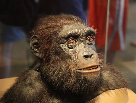 Sahelanthropus tchadensis adult male - head model - Smiths… | Flickr