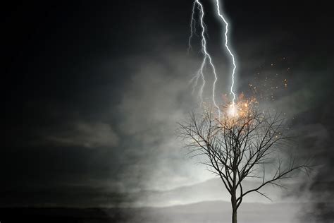 What Happens When Lightning Strikes a Tree? | Wonderopolis