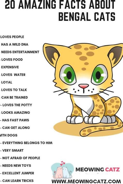 Bengal Cat Personality Facts - Cats Family