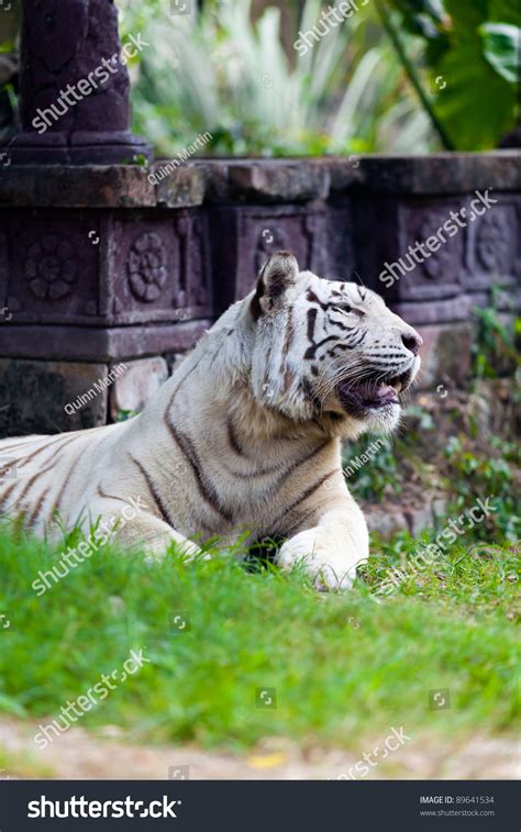 White Royal Bengal Tiger Stock Photo 89641534 | Shutterstock