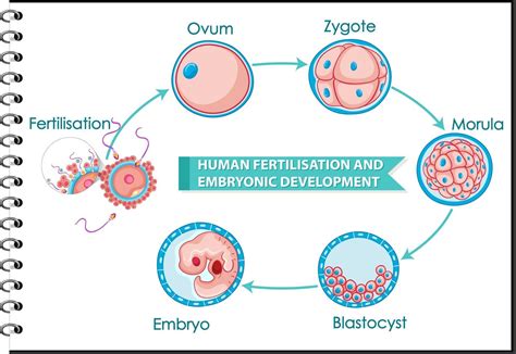 Human fertilisation and embryonic development 2611551 Vector Art at Vecteezy