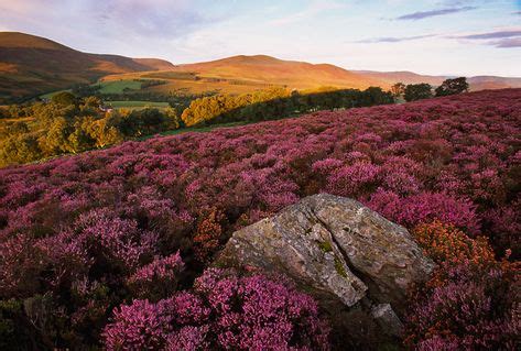 8 Best Fields of Heather images | Heather flower, Heather plant, Scotland