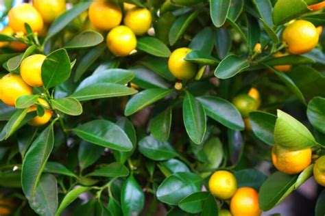 5 Best Lime Tree Varieties to Grow in Your Garden for Decoration or Food