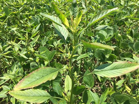 Waterhemp: biology and control – Field Crop News