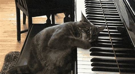 The science of piano playing cats…? – University of California Research