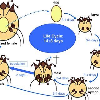 (PDF) Biology of Sarcoptes scabiei and Its Relevance to Human Scabies: Clinical Symptoms ...