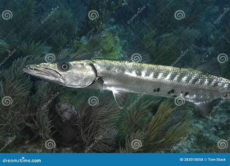 A Sleek Barracuda Underwater Stock Photo - Image of searching, keys: 283010058