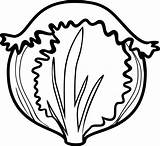 Lettuce Clipart Black And White sketch template