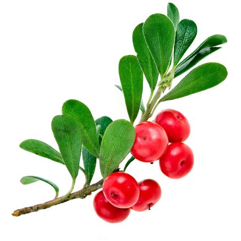 Bearberry loose leaf Herb