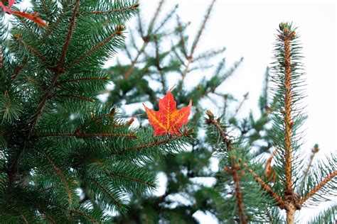 The science behind Vermont’s approaching fall foliage – The Vermont Cynic