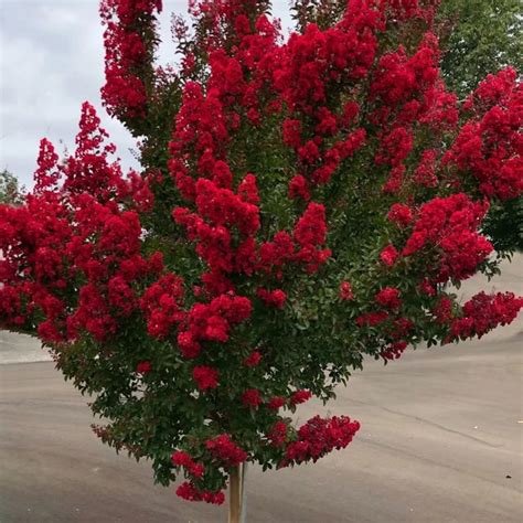 Carolina Red Dwarf NEW! (Matures 8-10ft tall)