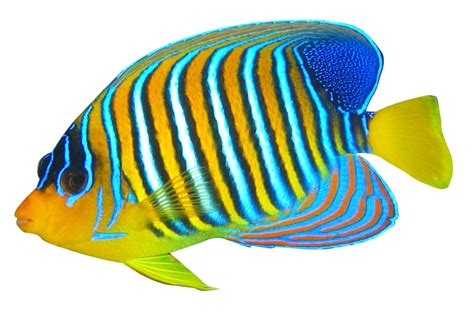 Angelfish PNG Image - PurePNG | Free transparent CC0 PNG Image Library