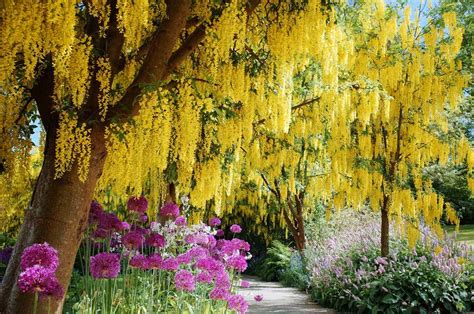 Flowering Trees For Landscaping Inspiration