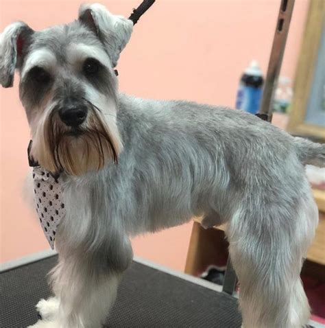 20 Best Schnauzer Haircuts for Dog Lovers