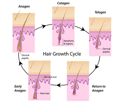 Top 199 + Growth cycle of hair follicle - polarrunningexpeditions