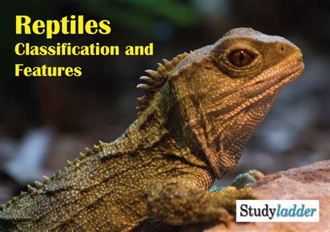 Classification Of Reptiles - astonishingceiyrs