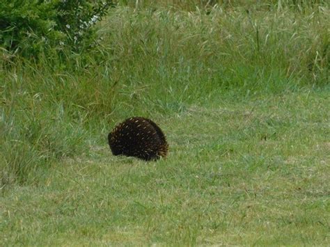 Echidna-egg laying mammal-500th post! - 10,000 Birds