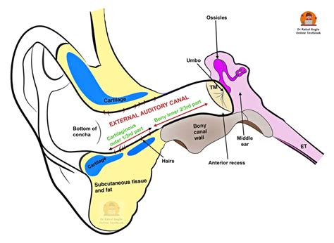 Frontiers Anatomy And Development Of The Mammalian External, 42% OFF