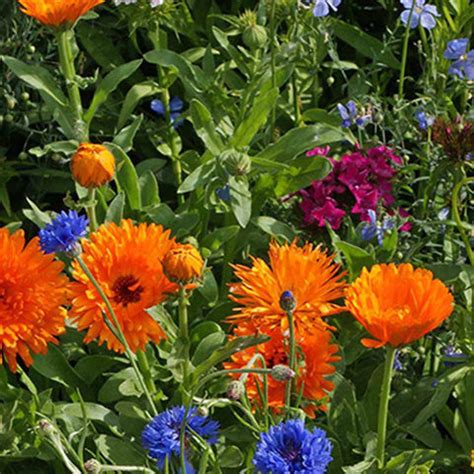 Northeast Wildflower Mix - Bulk Seed | Bentley Seeds