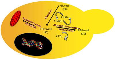 Yeast Ethanol Fermentation - microbewiki