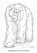 Orangutan Coloring Pages Getdrawings Printable Color Getcolorings  sketch template